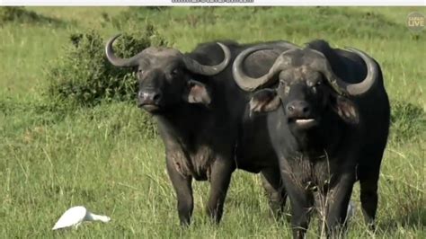 Bawół Afrykański świat Zwierząt Afryki Safari 14 01 2018 R Youtube