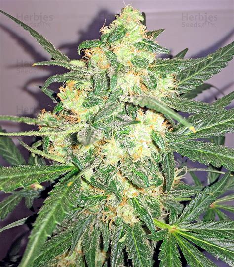 Vente De Graines De Cannabis Blue Kush Autoflowering Dinafem Seeds