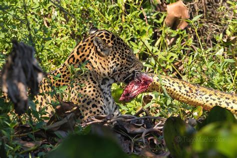 Jaguar Defeats Anaconda Amazon River Giant Python Wild Animal Life