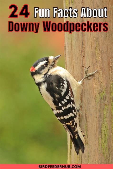 Learn All About The Smallest Woodpecker In North America The Sweet
