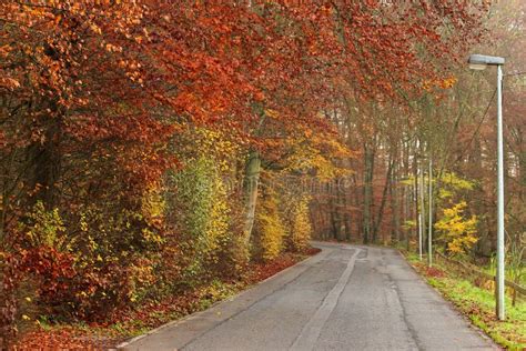 Road To Rusty Colorful Autumn Forest Stock Photo Image Of Hiking