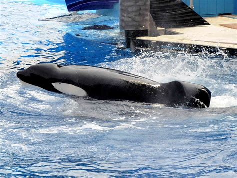 Death of Tilikum the SeaWorld Whale Marks Captivity Changes at Park