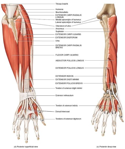 Muscles Of The Forearm That Move The Wrist Hand Thumb And Digits