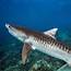 Decline In Tiger Shark Population Defies Expectations – Griffith News