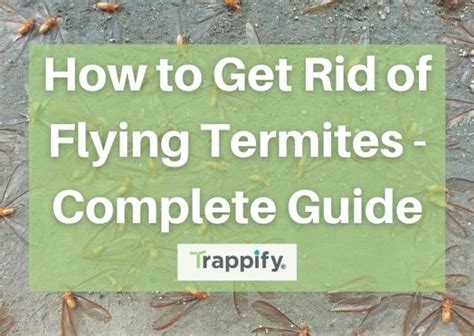 How To Get Rid Of Flying Termites Complete Guide Trappify