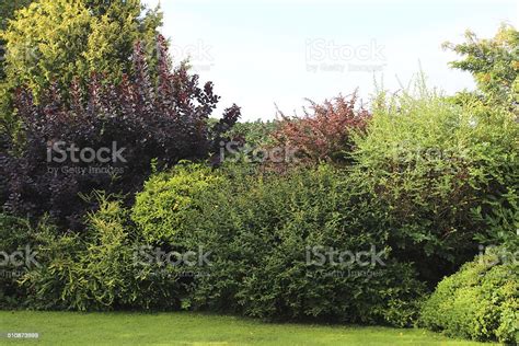 Image Of Evergreen Shrubs In Garden Border Growing In Shade Stock Photo