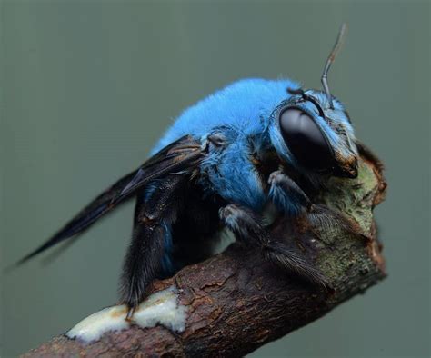 This Incredible Blue Bee Is Sure To Cheer Up Your Day