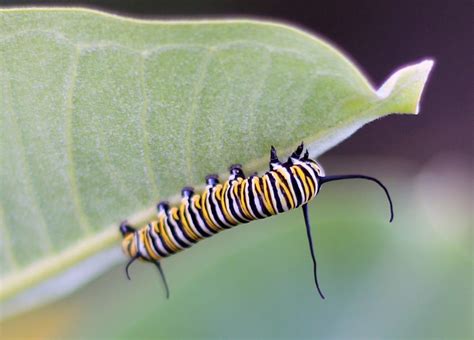 Striped Caterpillar Identification And Guide Butterfly Weed Butterfly