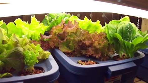 What is the best formula for hydroponics lettuce? Hydroponic lettuce in my basement - YouTube