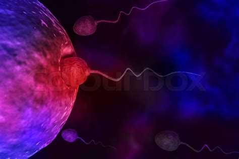 sperm cells trying to reach an human ovum stock image colourbox