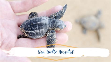 What You Need To Know About Sea Turtles On Topsail Island