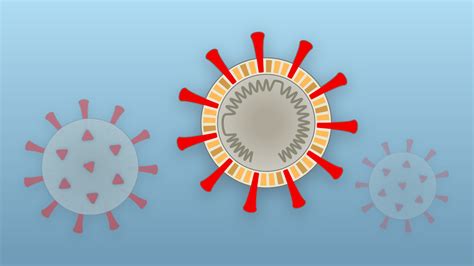 How Coronavirus Hijacks Your Cells The New York Times