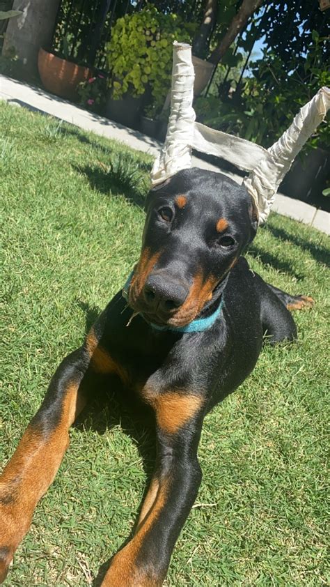 Doberman Pinscher Puppies For Sale Oceanside Ca 333832