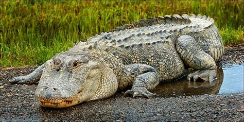 6 Largest Alligators In The World