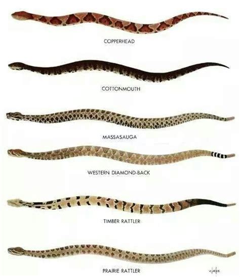 Snake Types East Texas Snake Poisonous Snakes Survival