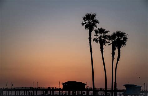 Sunset Palm Trees At Huntington Beach California