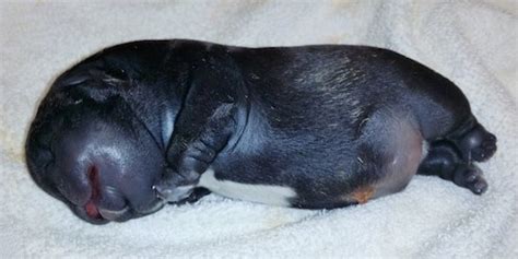 The french bulldog has a flat face, which makes him prone to breathing problems. Whelping Water (Walrus) Puppies, 3