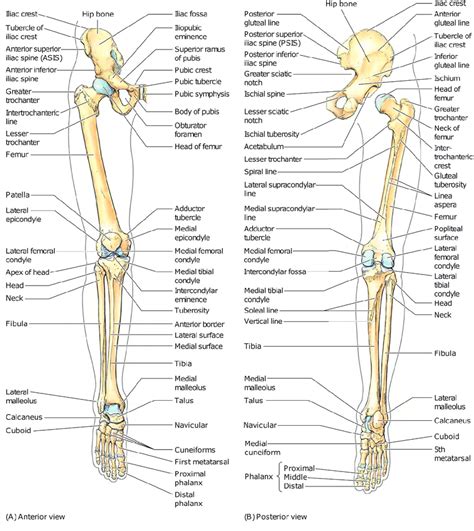 3 Skeletal Framework Of The Lower Limb Moore And Dalley 2006