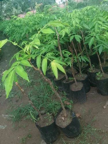 Well Watered Hog Plum Plant For Fruits At Rs 150plant In Kolkata Id