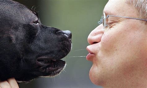 Dog Kisses Sweet Kisses Animals Kissing Cute Animals Feel Good