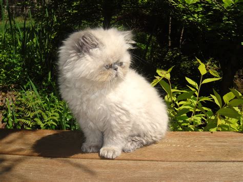 We have himalayan kittens for sale in chocolate point , flame pt and lilac pt. CFA Registered Show Quality Himalayan kittens FOR SALE ...