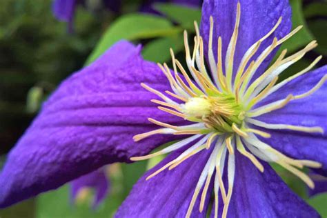 Most Fragrant Clematis Vines Our Favorite Selection