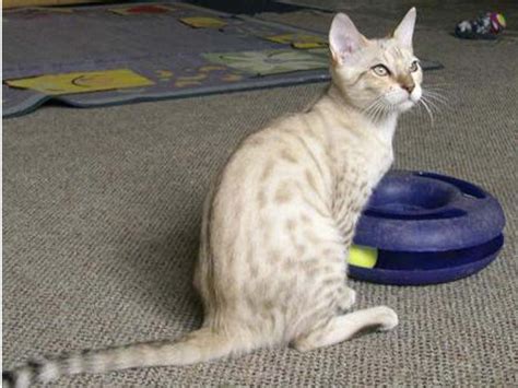 Kucing bengal putih yang berumur 1 sampai 4 bulan di bandrol dengan harga rp. Foto-Foto Kucing Bengal | Kucing gue