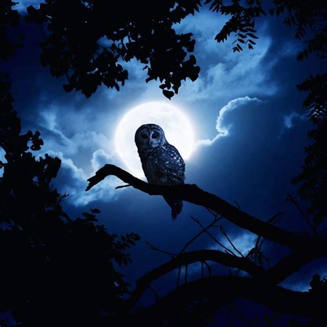 The Spiritual Meaning of Hearing Birds at Night - Awakening State
