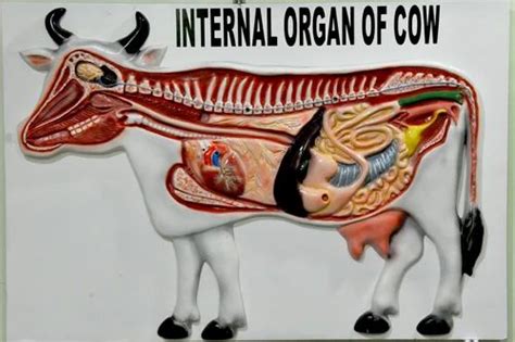 Internal Organs Of Cow Model जैविक मॉडल Ssi India Ambala Id