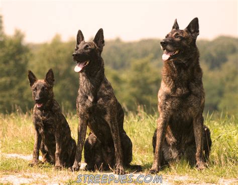 De hollandse herder langhaar is een intelligente, zelfstandig en trouwe gezinshond die somber in zijn uiterlijk voorkomen is. Hollandse Herder kennel met Strepen