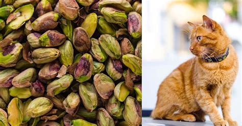 Cat Health Article, Guide & Advice for Cat Lovers Owners ...