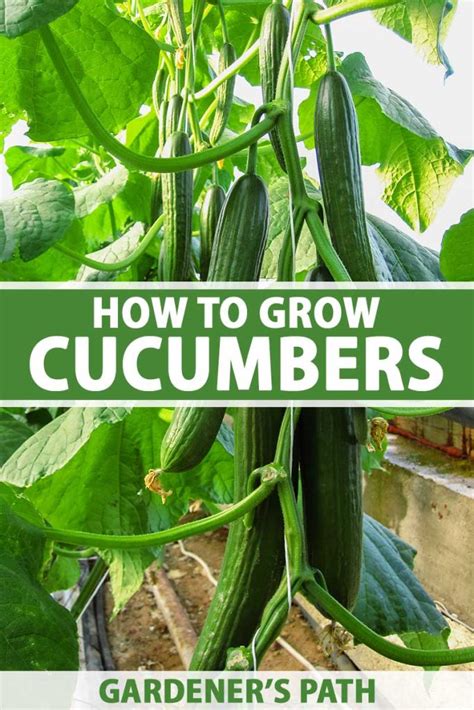 how to plant and grow cucumbers gardener s path