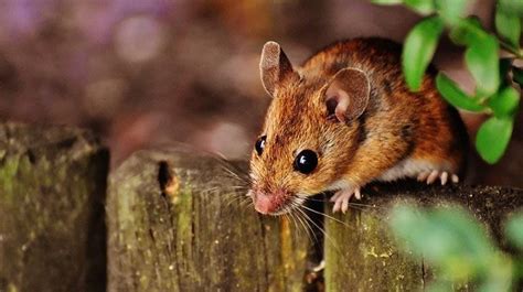 Rüyada Fare Sürüsü Görmek Ne Demek? Evin İçinde Yavru Fare Sürüleri