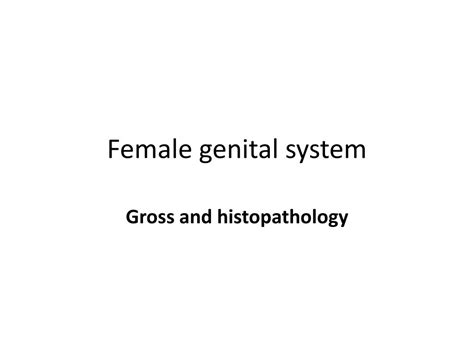 Ppt Female Genital System Powerpoint Presentation Free Download Id