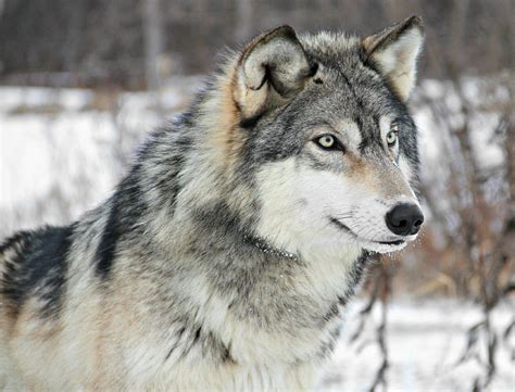 Wgf Releases Comments On Draft Wisconsin Wolf Management Plan