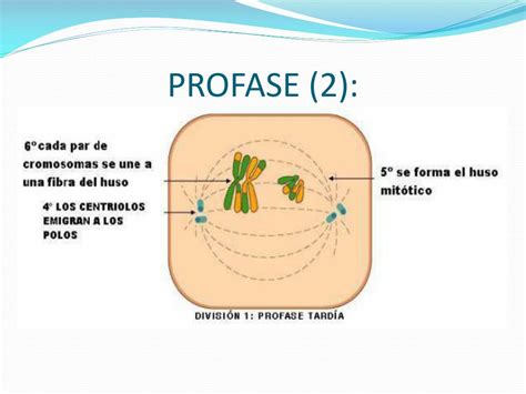 Ppt Meiosis Powerpoint Presentation Free Download Id4324094