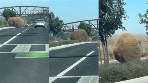 giant tumbleweed captured blowing across roadway in southern california patabook news