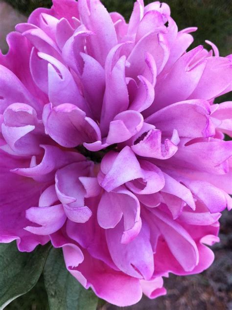 Double Peony Flower Photography Art Flowers For Mom Pretty Flowers
