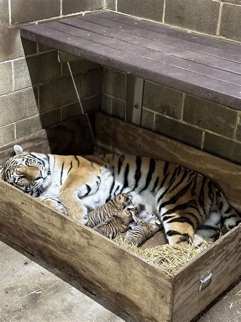 St Louis Zoo Celebrates Birth Of Three Critically Endangered Amur