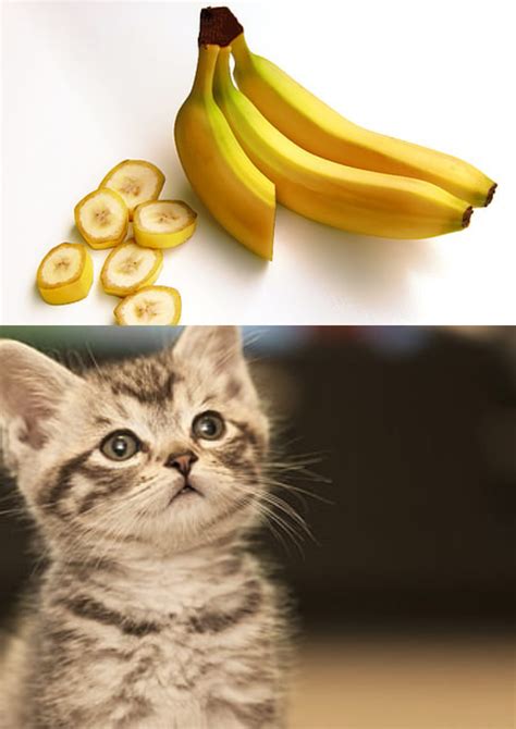 Can Cat Eat Bananas Bananas For Cats Petsynse