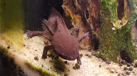 Pueblo Zoo Creature Feature The Axolotl Pueblo Star Journal