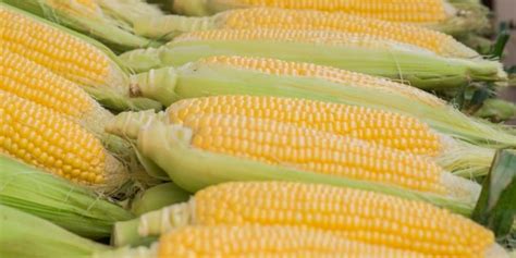 Kukurydza - właściwości, wartości odżywcze i zastosowanie