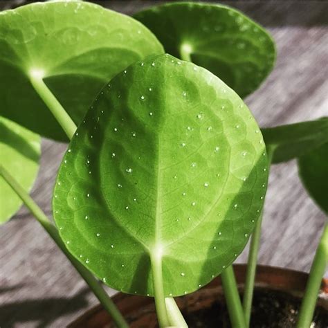 A Common Question We Get Is About These White Dots Which Are Just The Pileas Pores For It To