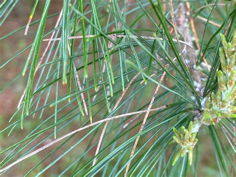 Troubled White Pines Disease And Thinning