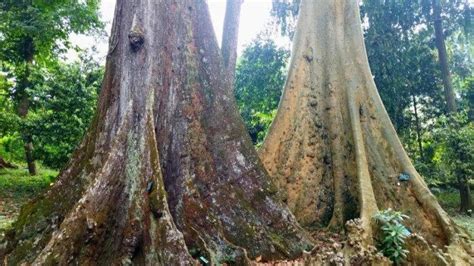 Fakta Di Balik Mitos Pohon Jodoh Di Kebun Raya Bogor Berusia Tahun