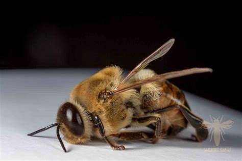 Drone Honey Bees