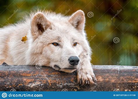 A White Arctic Polar Wolf Stock Photo Image Of Beast 207137120