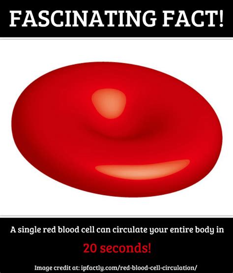 Maybe you would like to learn more about one of these? A single red blood cell can circulate your entire body in ...