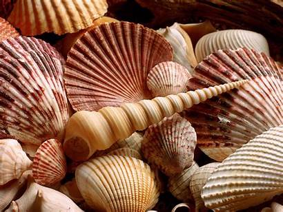 Desktop Seashell Shells Shell Sea Wallpapersafari Wallpapers