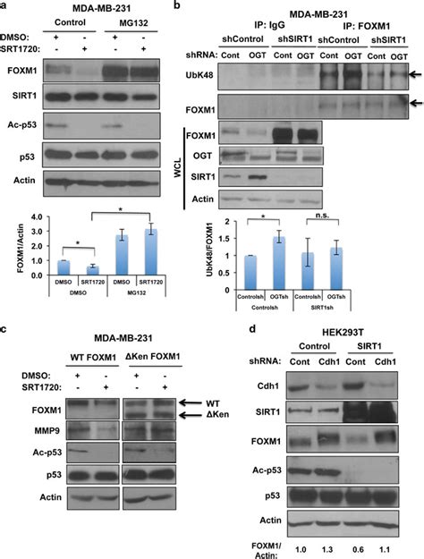 Ogt Regulates Foxm1 Stability Through Sirt1 A Proteasome Inhibition